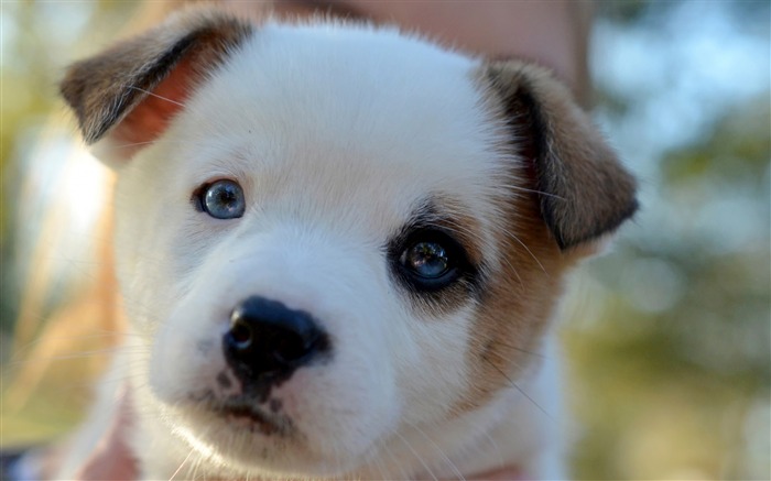 子犬かわいい顔がスポッティング-動物の壁紙 ブラウズ:11195