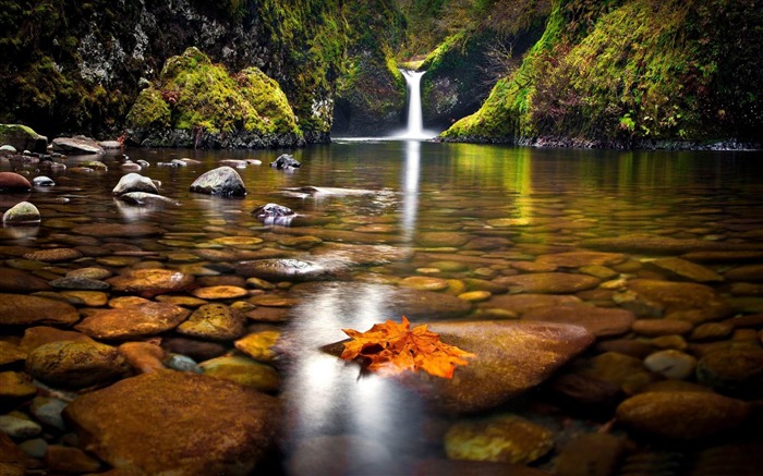 yellow leaf in the river-HD Widescreen Wallpaper Views:17487 Date:2015/1/10 19:51:23