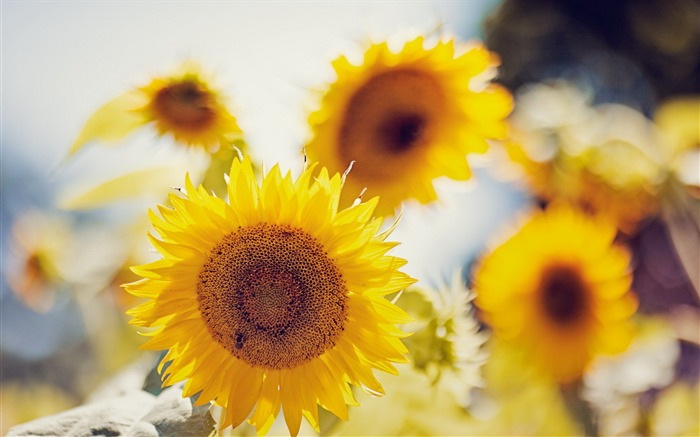 노란 해바라기 - 식물의 HD 벽지 찾아보기 :7234