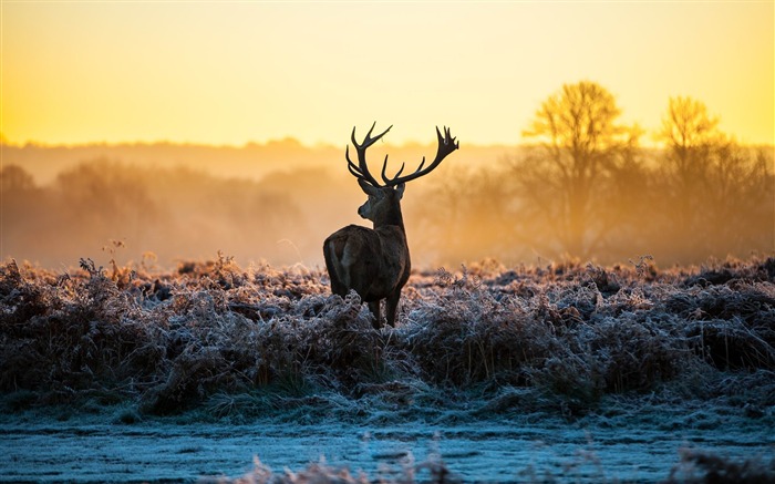 Elk Animal photography theme HD Wallpaper 01 Views:12345 Date:2015/2/14 8:28:54