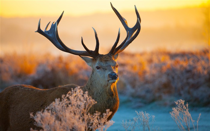 Elk Animal photography theme HD Wallpaper 05 Views:11133 Date:2015/2/14 8:30:22