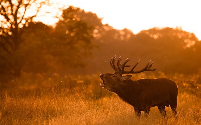 Elk Animal photography theme HD Wallpaper 10 Views:7994 Date:2015/2/14 8:32:46