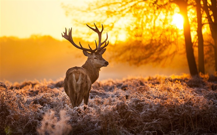 Elk Animal photography theme HD Wallpaper Vistas:31922