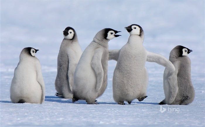 Glacier Penguin Animals-2015 Bing tema papel tapiz Vistas:10035