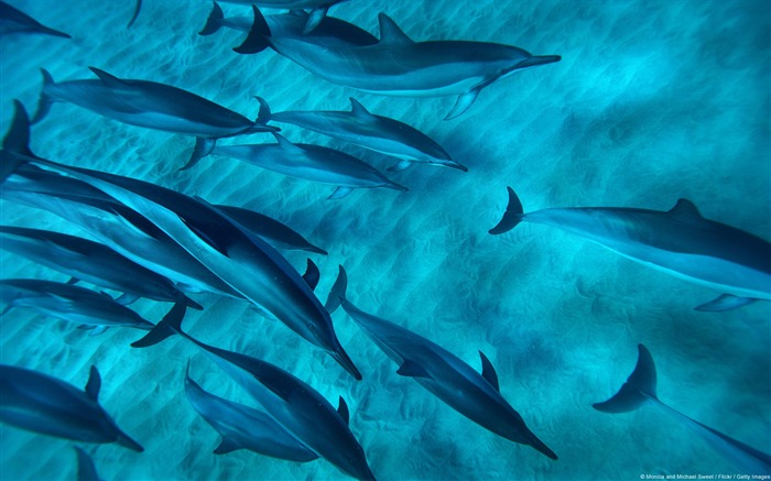 Hawaiian Spinner Dolphins-Windows 10 fondo de pantalla HD Vistas:10247