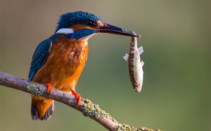 Kingfisher Oiseau Poisson-pêcheur oiseau-HD Fond d'écran Vues:13902