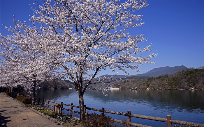 Lake and Cherry Trees-Windows 10 fondo de pantalla HD Vistas:8779