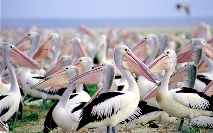 Oiseaux Pelican-HD Fond d'écran Vues:6985