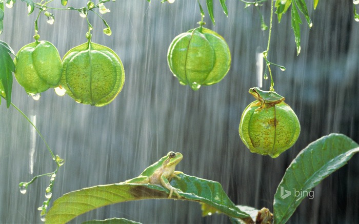 Rain Frog-2015 Bing tema papel tapiz Vistas:15327