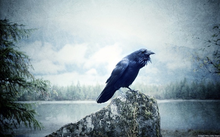 Raven at Wilderness Lake-Windows 10 fondo de pantalla HD Vistas:10647