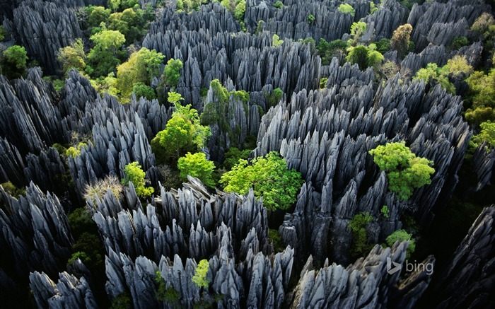 Espectacular fondo de pantalla de bosque de piedra de 2015 Vistas:7666