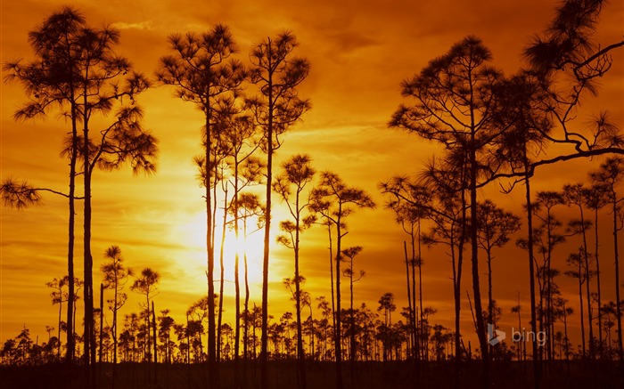 Árboles rojos atardecer-2015 Bing tema fondo de pantalla Vistas:9510