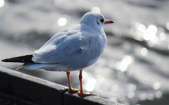 Blanc Mouette-HD Fond d'écran Vues:6119