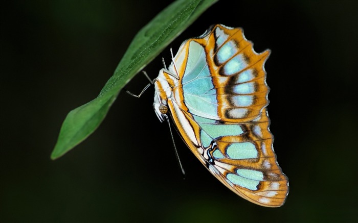 papillon-HD Fond d'écran Vues:7575