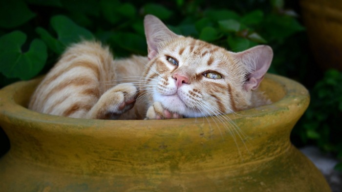 chat rayé rousse-HD Fond d'écran Vues:7058