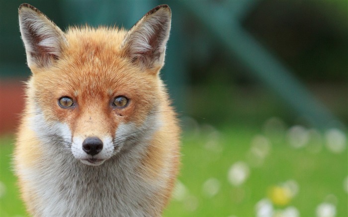 renard visage yeux flou-HD Fond d'écran Vues:12234