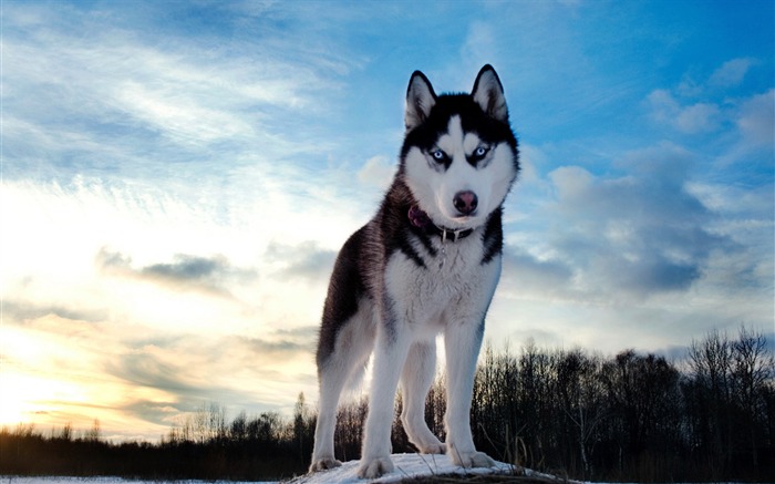 husky Snow Hill-HD Fond d'écran Vues:12378