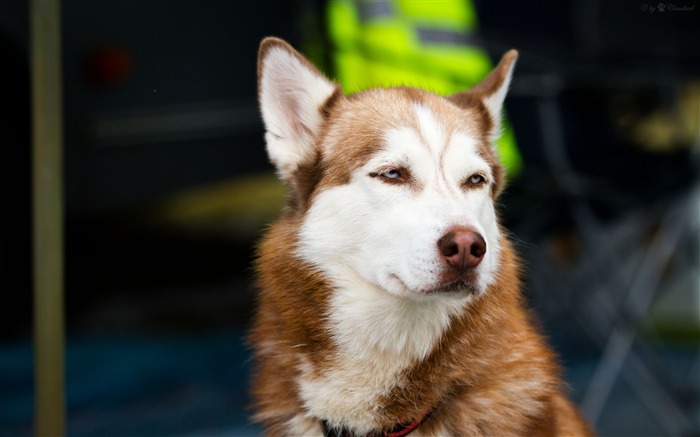 museau de chien husky-HD Fond d'écran Vues:7730