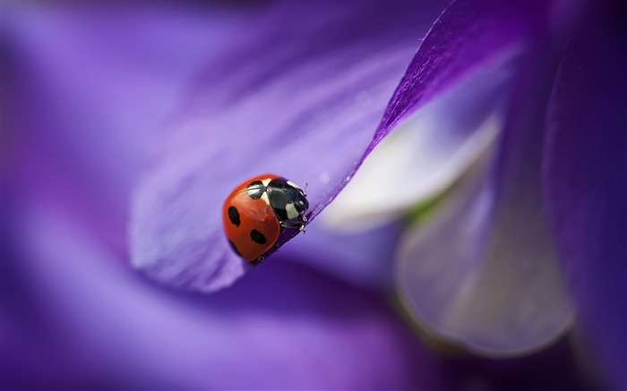 coccinelle sur des pétales violet-HD Fond d'écran Vues:8478