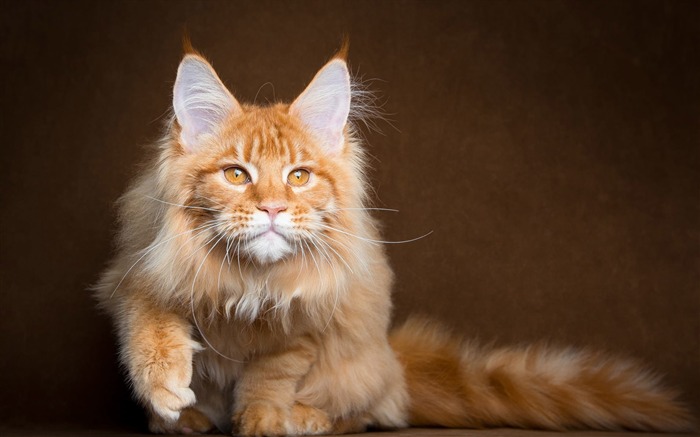 maine coon cat-HD Fond d'écran Vues:9405