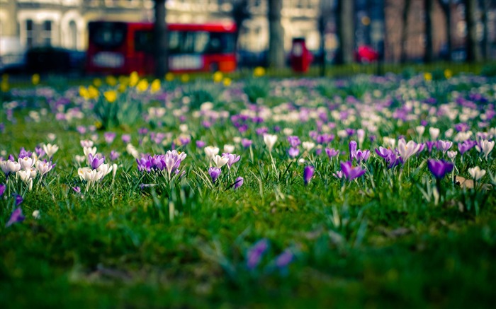 Crocus Field-Photo HD Wallpaper Views:8007 Date:2015/3/15 2:59:04