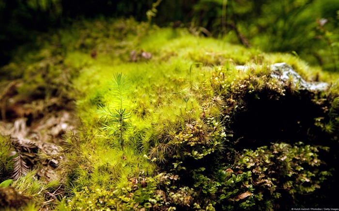 Giant Redwood Sapling-Windows 10 HD Wallpaper Views:8712 Date:2015/3/5 8:29:39