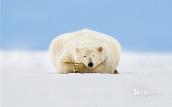 Lazy polar bear snow-2015 Bing theme wallpaper Views:14018 Date:2015/3/3 6:53:55