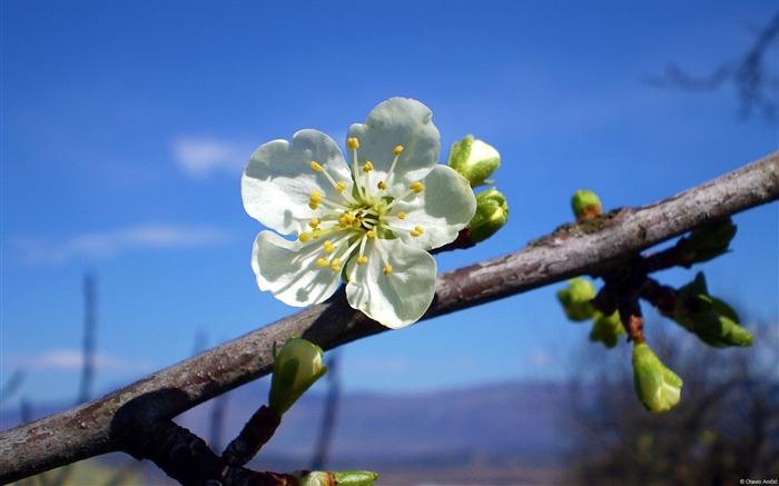 Plum Blossom-Windows 10 HD Wallpaper Views:9815 Date:2015/3/5 8:33:45