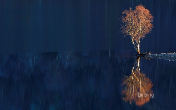 Reflection of dead trees-2015 Bing theme wallpaper Views:8857 Date:2015/3/3 7:08:00