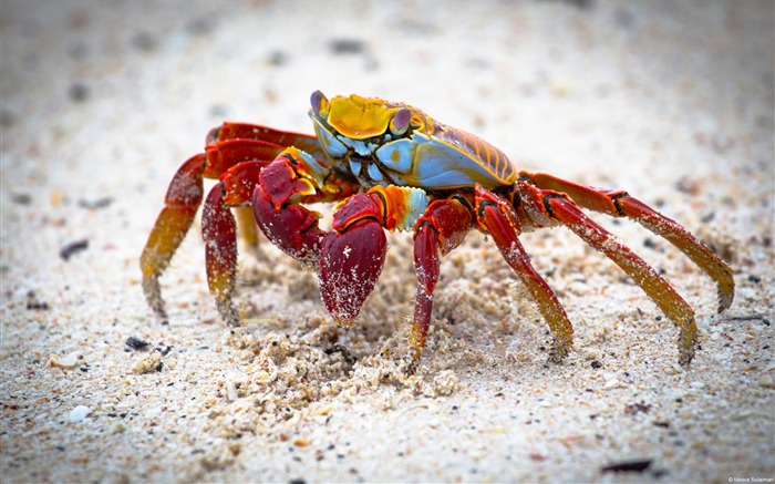 Sally Lightfoot Crab-Windows 10 HD Wallpaper Views:12191 Date:2015/3/5 8:28:47