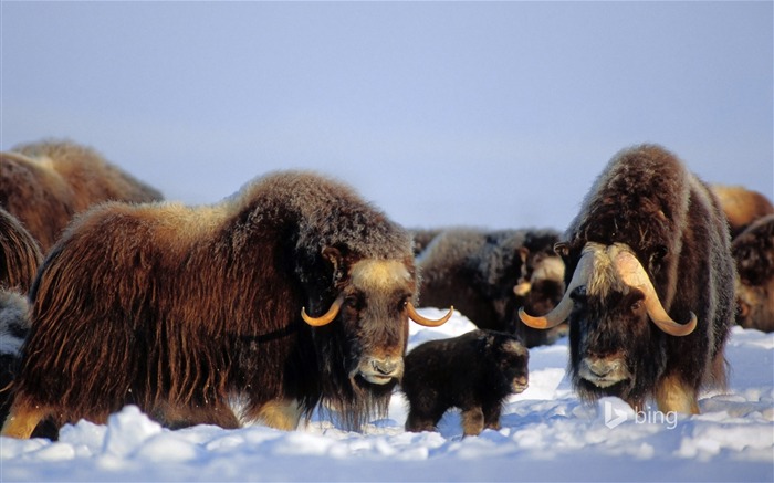 Snow Yak-2015 Bing wallpaper tema Visualizações:9771