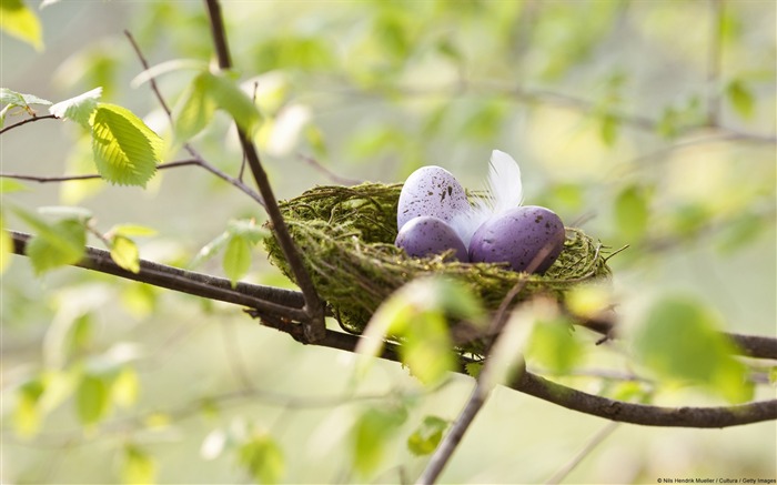 Speckled Eggs-Windows 10 HD Wallpaper Views:8142 Date:2015/3/5 8:26:11