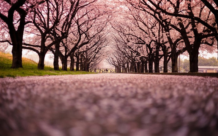 Spring belle Sakura photographie HD Fond d'écran Vues:17321