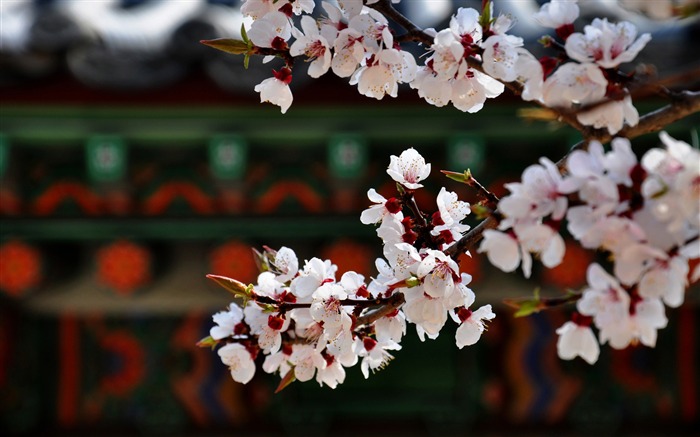 Spring belle Sakura photographie HD Fond d'écran Vues:10799