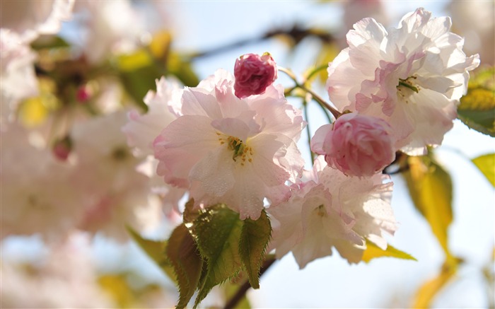 Spring belle Sakura photographie HD Fond d'écran Vues:10292