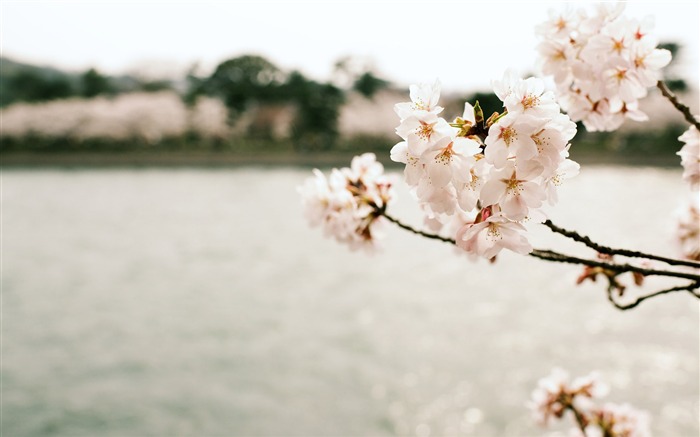 Spring beautiful Sakura photography HD Wallpaper 06 Views:9586 Date:2015/3/22 8:57:08