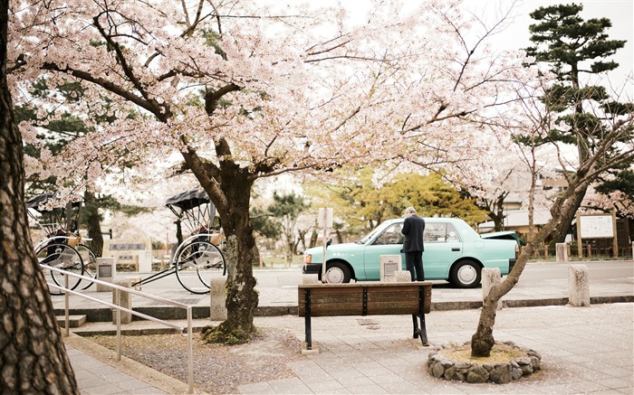 Spring belle Sakura photographie HD Fond d'écran Vues:8598