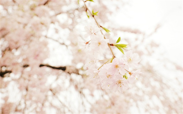 Spring belle Sakura photographie HD Fond d'écran Vues:9581