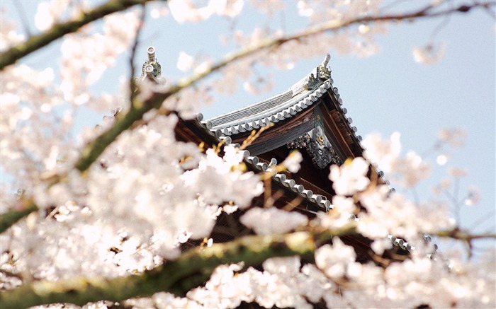 Spring belle Sakura photographie HD Fond d'écran Vues:8585