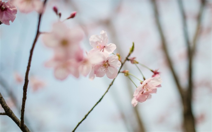 Spring belle Sakura photographie HD Fond d'écran Vues:9156