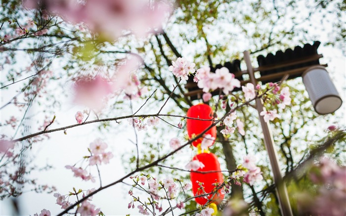 Spring belle Sakura photographie HD Fond d'écran Vues:8637