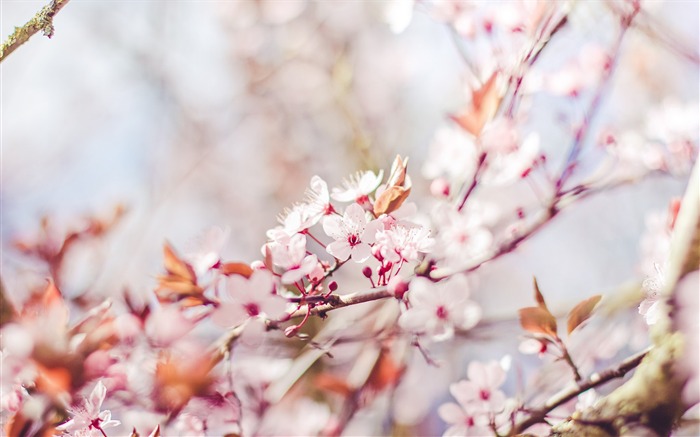 Spring belle Sakura photographie HD Fond d'écran Vues:12530