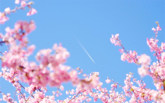 Spring beautiful Sakura photography HD Wallpaper 17 Views:13517 Date:2015/3/22 9:07:16