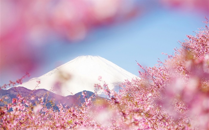 Spring beautiful Sakura photography HD Wallpaper 18 Views:10856 Date:2015/3/22 9:08:02