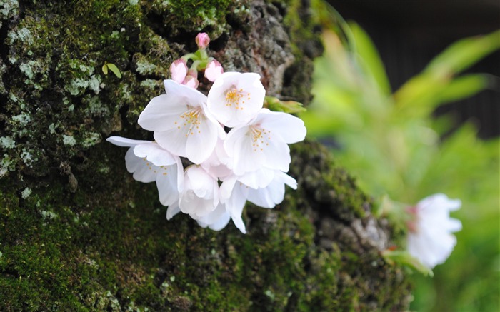 Spring beautiful Sakura photography HD Wallpaper Views:11150 Date:2015/3/22 8:49:45