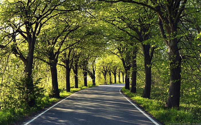 Tree Lined Road-Windows 10 HD Wallpaper Views:26360 Date:2015/3/5 8:19:39