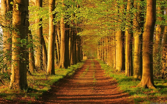 Trees on Country Road-Windows 10 HD Wallpaper Views:20634 Date:2015/3/5 8:18:11