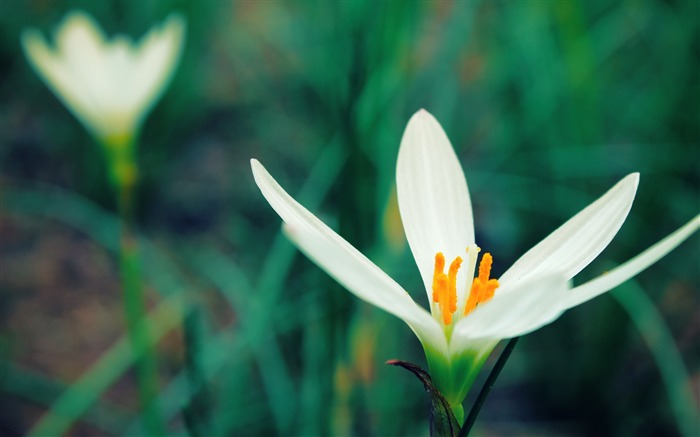 White Crocus Flower-Photo HD Wallpapers Views:7400 Date:2015/3/15 3:18:02