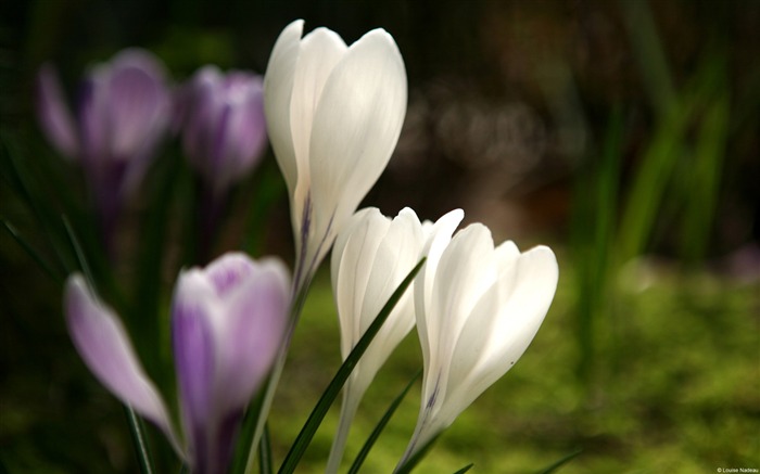 White and Purple Crocuses-Windows 10 HD Wallpaper Views:9811 Date:2015/3/5 8:17:19