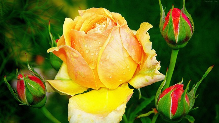 Yellow Rose Water Drops-Photo HD Wallpapers Views:9492 Date:2015/3/15 3:19:36